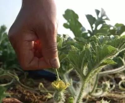 西瓜坐果干旱怎么补救,西瓜坐果了怎么让西瓜大