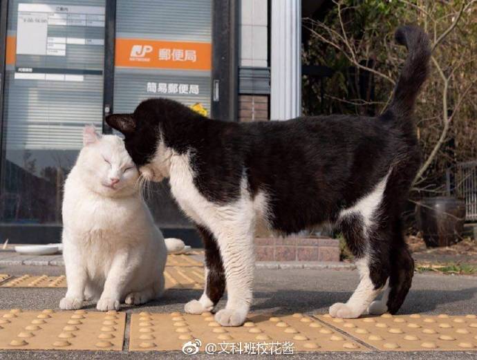 emoji吐舌头模仿挑战,emoji模仿挑战吐舌头