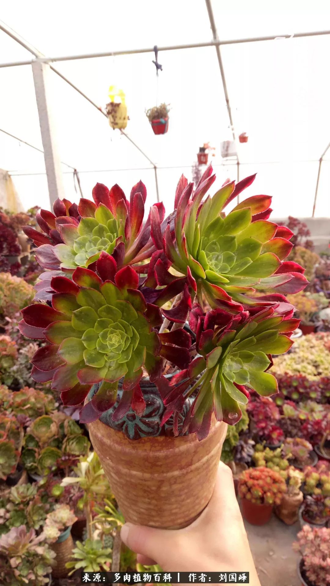 不学无术容易赚大钱,不学无术养多肉摇身一变资产过亿