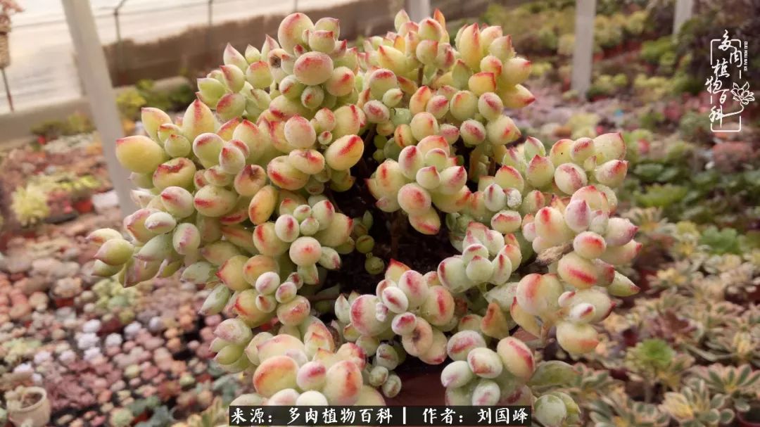 不学无术容易赚大钱,不学无术养多肉摇身一变资产过亿