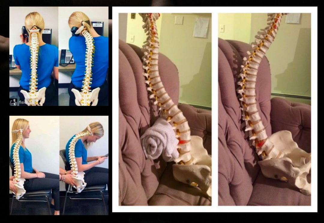 李哲老师解剖腹部肌肉,教你学解剖的李哲是什么人