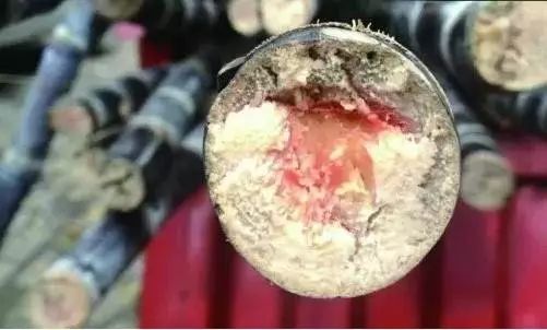 比毒蛇还毒？这种食物清明前后大量上市，好多湖南人特别爱吃…