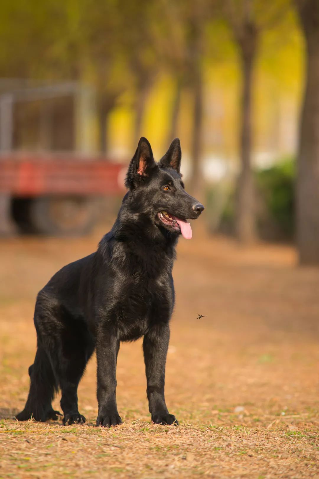 德国牧羊犬历史最重体型,世界上最顶级的德国牧羊犬