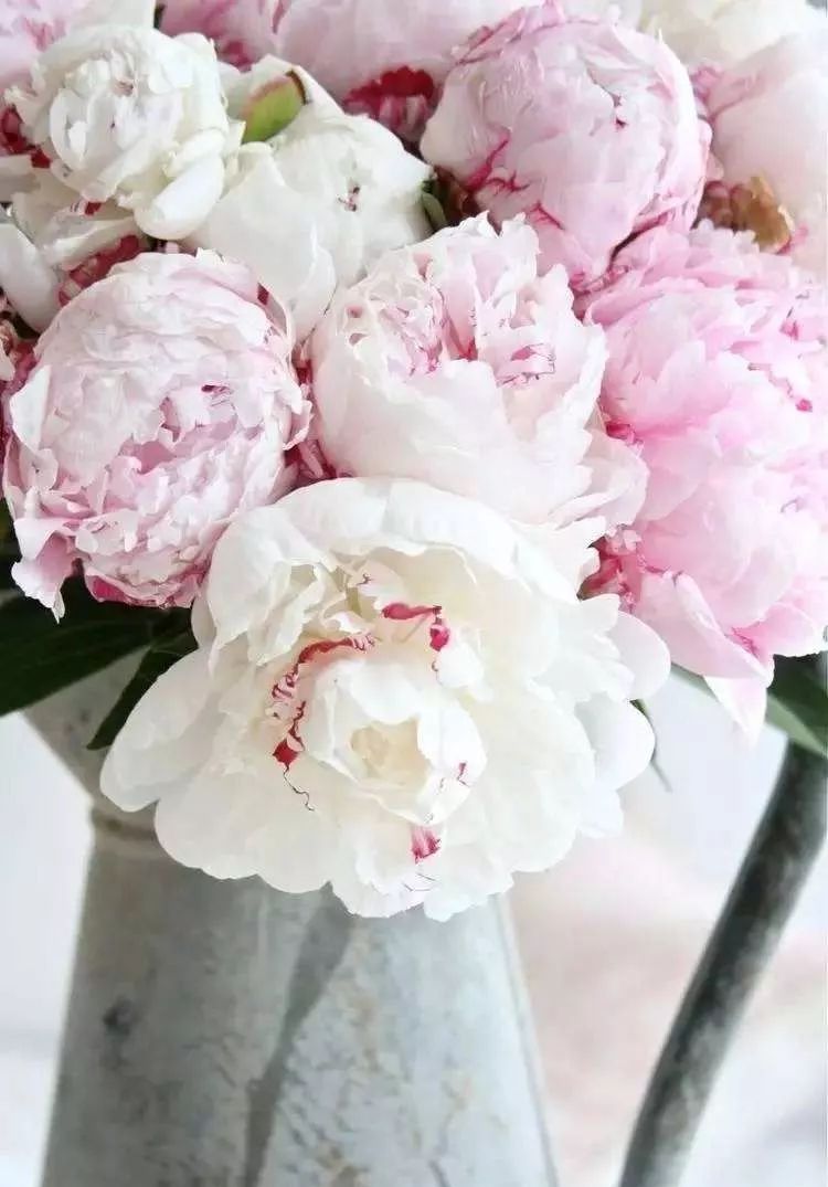 松江花友组了个价格美丽的鲜花团，还想找个靠谱提货点