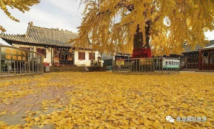 青岛城阳旅游线路推荐,青岛城阳一日游推荐