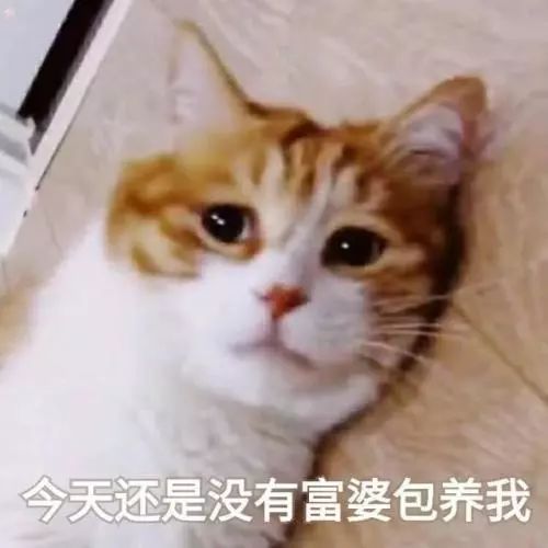 猫咪呜呜呜的叫是什么意思,猫咪呜呜呜的跑来跑去
