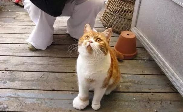 深夜和客服搞笑聊天截图,深夜和客服聊天截图