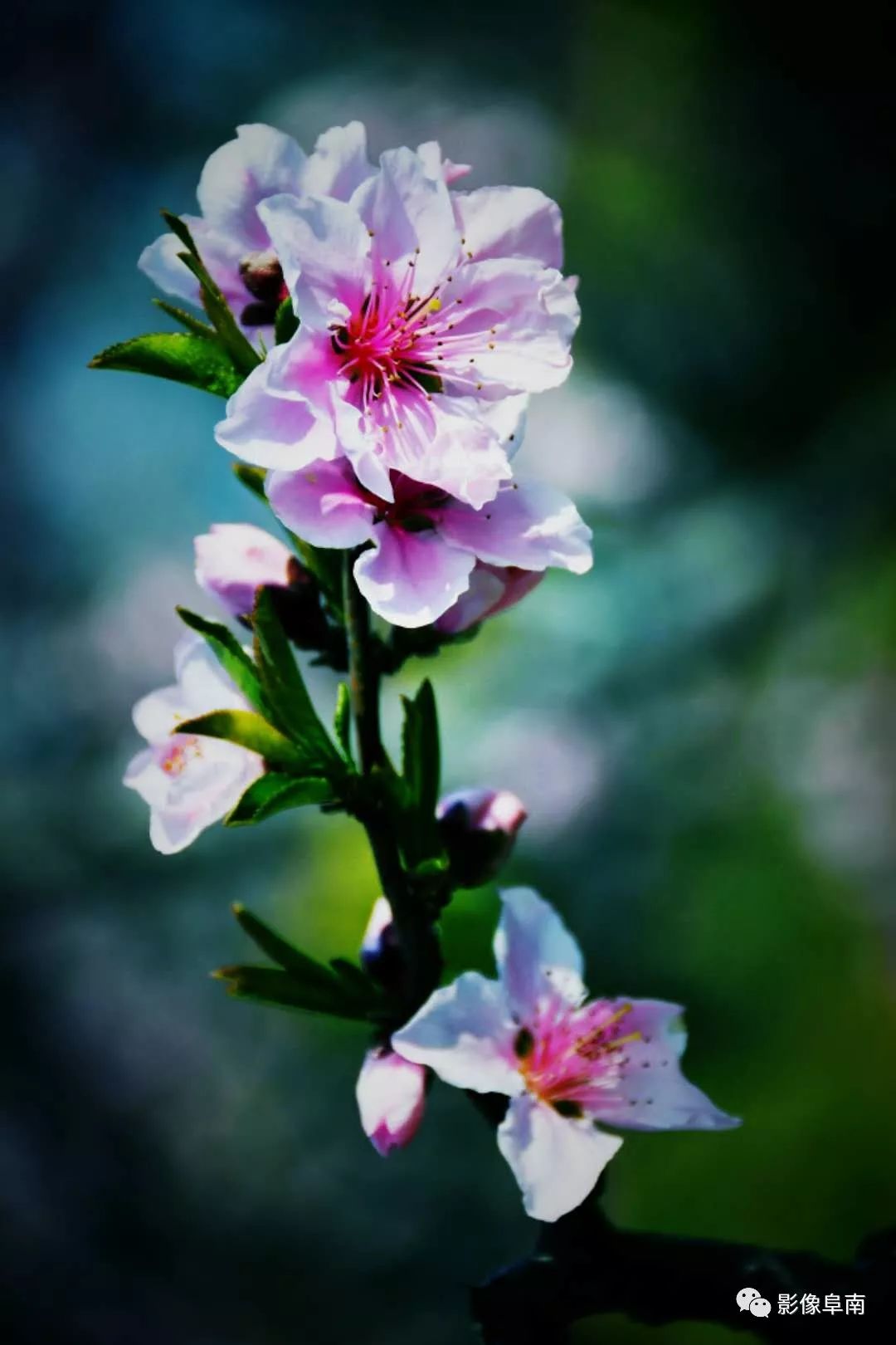 唯美视觉影像,影像的意境与情怀