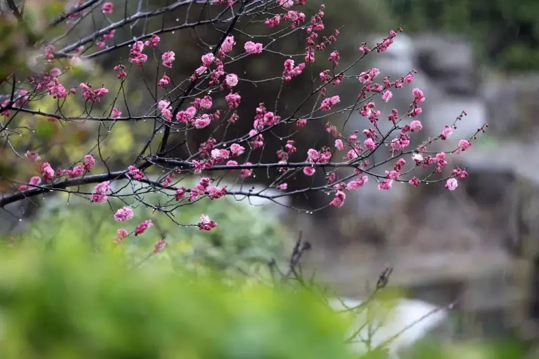 清明水墨画简单,清明谷雨水墨画