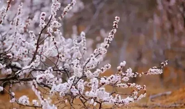 最新通告!清明假期,河北这些地儿不能去,因为……