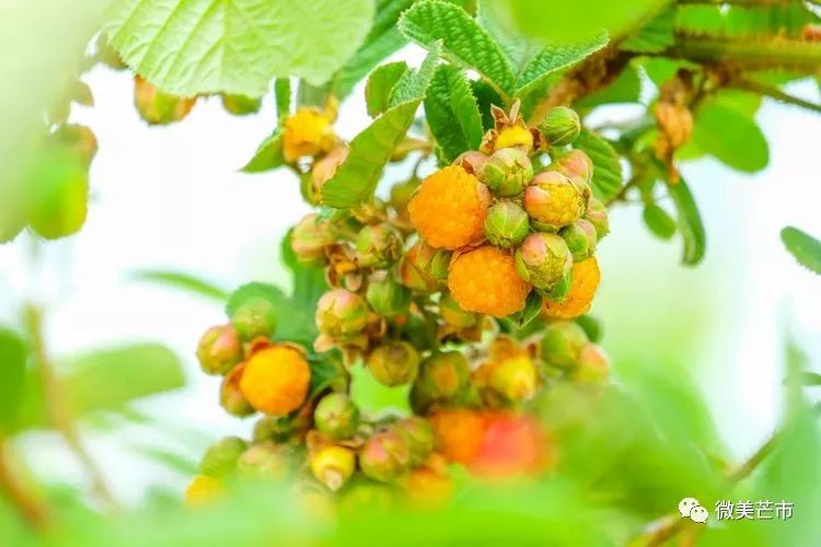 踏青赏花好时节与你共赴大自然,赏春踏青好时节