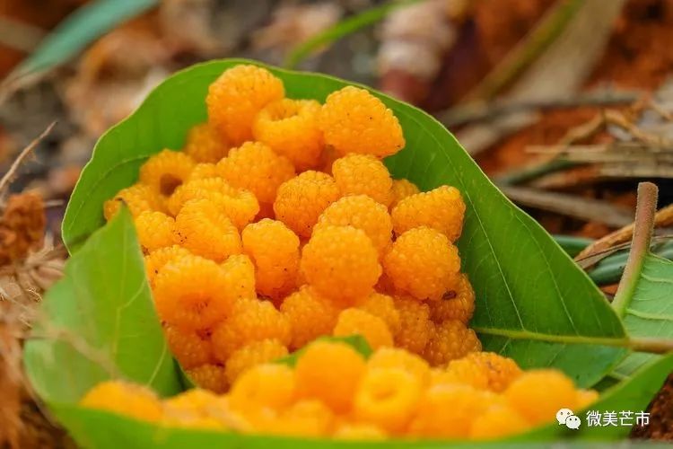 踏青赏花好时节与你共赴大自然,赏春踏青好时节