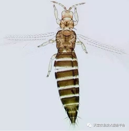 蓟马对小黄瓜的危害图片,小蓟马对人体有什么危害