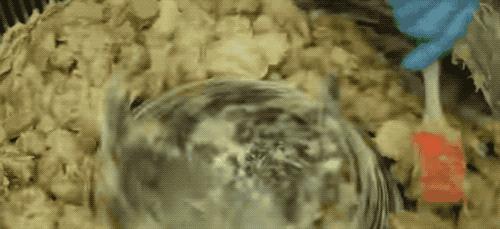 榴莲干特征,榴莲干为什么这么好吃