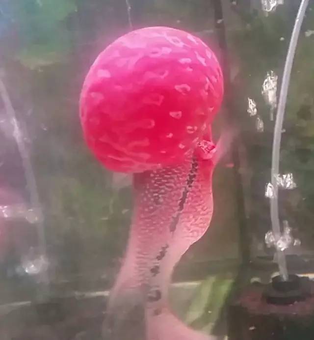 这款爆炸美罗，必须要给大家瞅瞅！