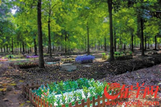 宠物殡葬行业真实现状调查,宠物殡葬行业真实现状分析