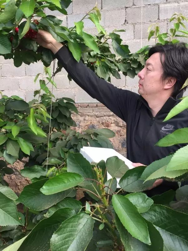 前国门安琦家的樱桃又来啦!为了孩子,他用守护球门的双手,种出了汁多甘甜的超好吃樱桃