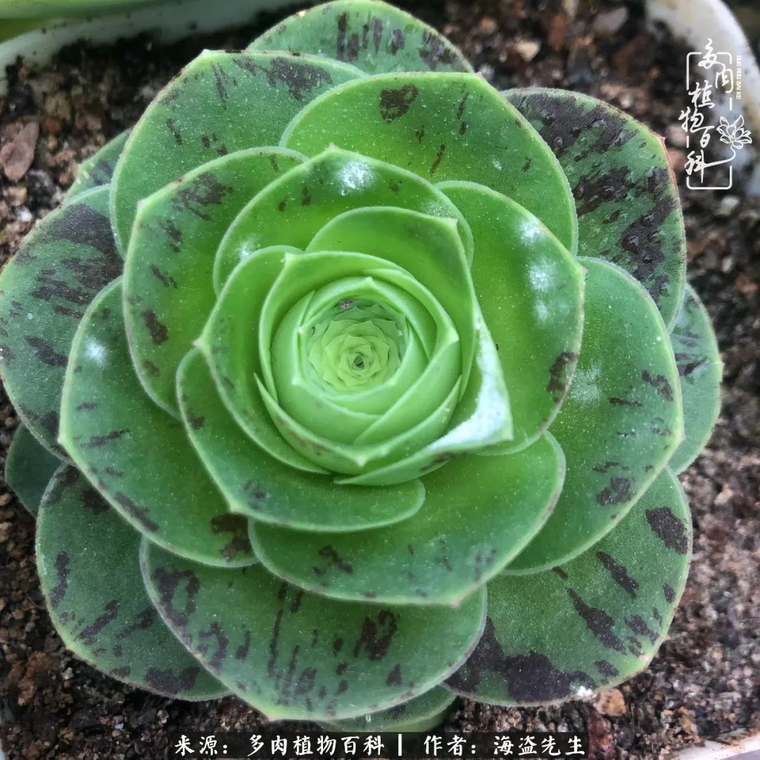 多肉山地玫瑰长了白粉病怎么办,山地玫瑰养花小知识