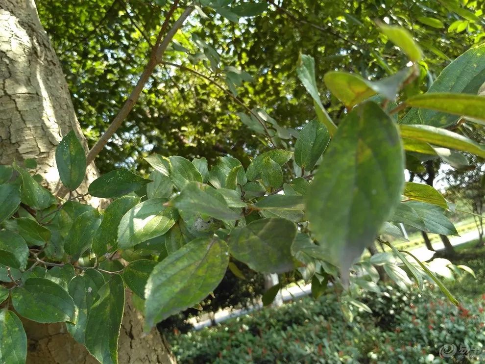 木本油料品种,中国高端木本油料