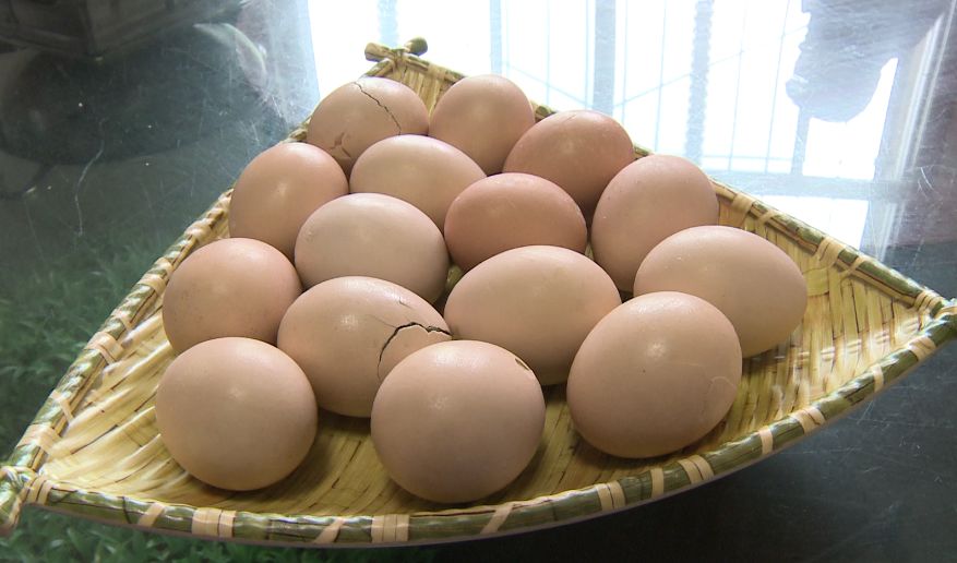 丹江口斗鱼,斗鱼之路丹江口