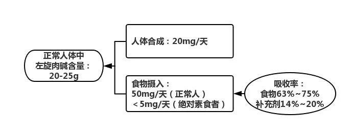 为什么左旋肉碱要配合运动,左旋肉碱配合有氧运动瘦得快吗