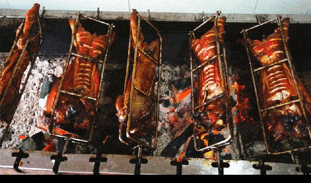 澳洲野兔泛滥成灾到底有多疯狂,澳洲野兔泛滥成灾数量超100亿只