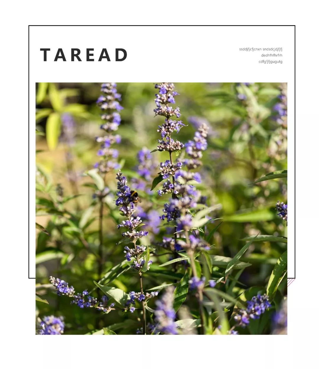 swisse蔓越莓胶囊能治妇科病吗,蔓越莓胶囊真的治妇科病吗