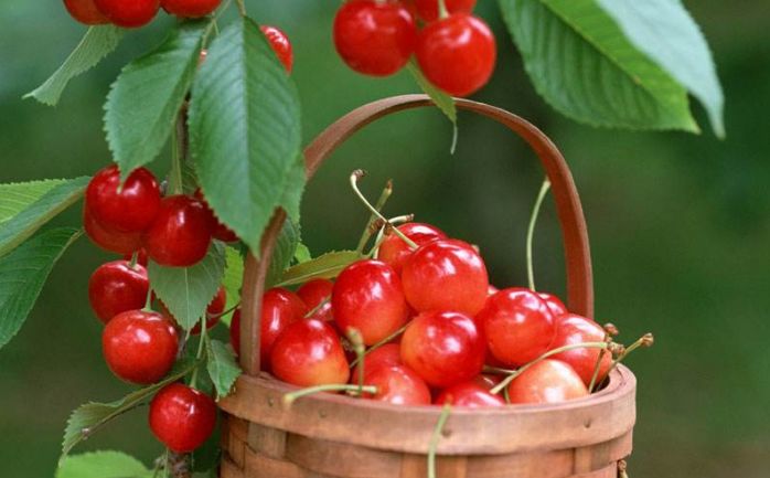 樱桃熟了采摘园乐山,宜宾樱桃几月份成熟