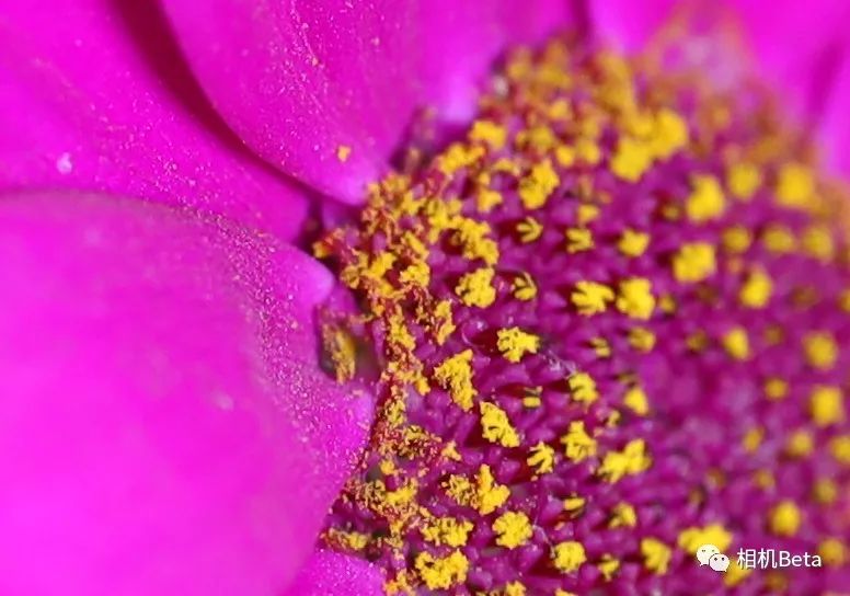 老蛙10mmf2.8多少钱,老蛙100mmf2.82倍微距