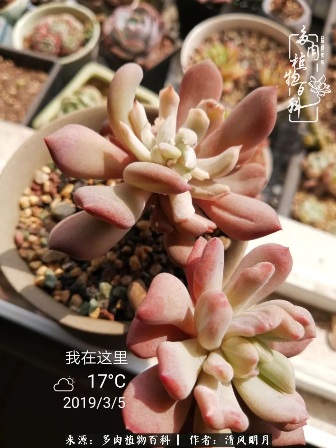 养多肉入坑感言,养多肉坑深似海