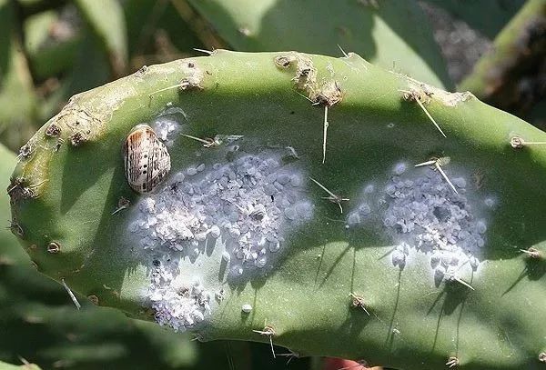 你每抹一次口红，就是在亲吻上万只昆虫尸体？！