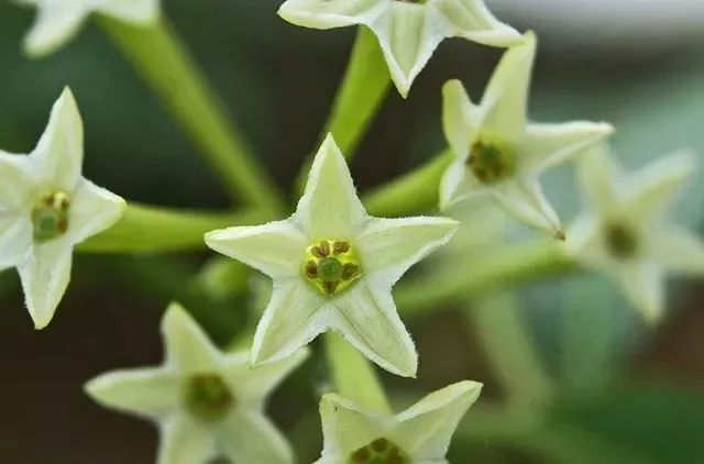 日本蚊帐最新款,日本家庭隐形蚊帐