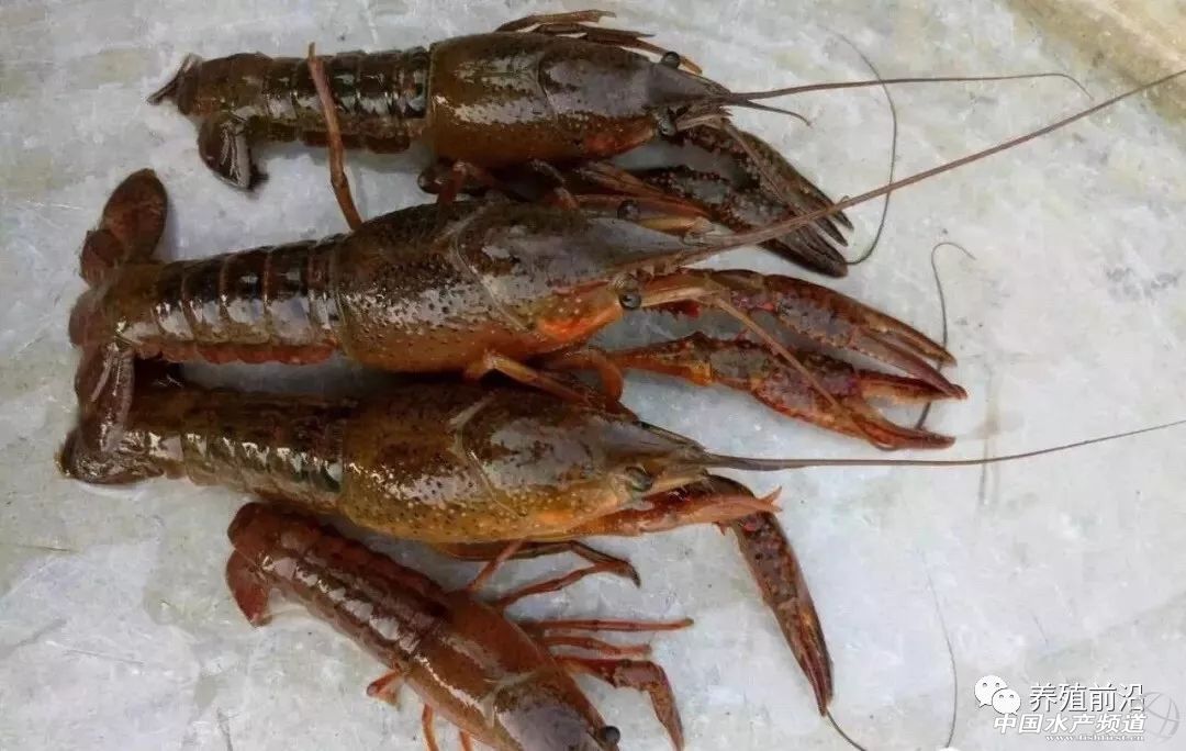 小龙虾常见疾病的防治,小龙虾常见疾病和图片