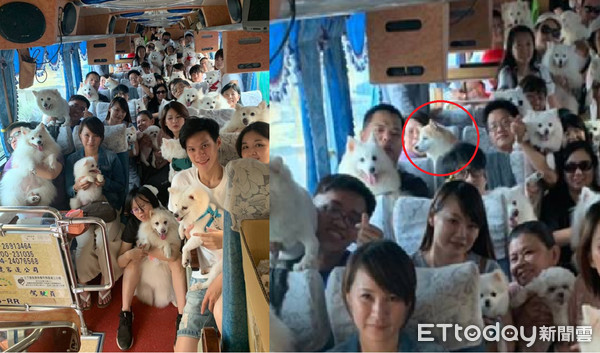 45只汪搭游览车出去玩 路人抢合照