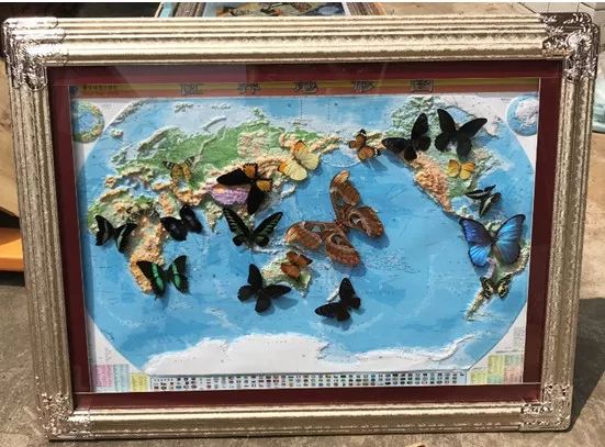 全世界最珍稀十种蝴蝶,世界上的八大稀有蝴蝶