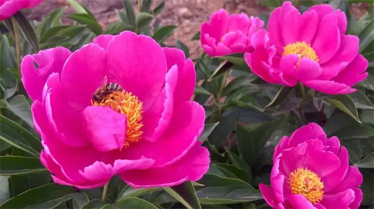 新疆昭苏县千亩芍药盛开,3a景区有哪些村