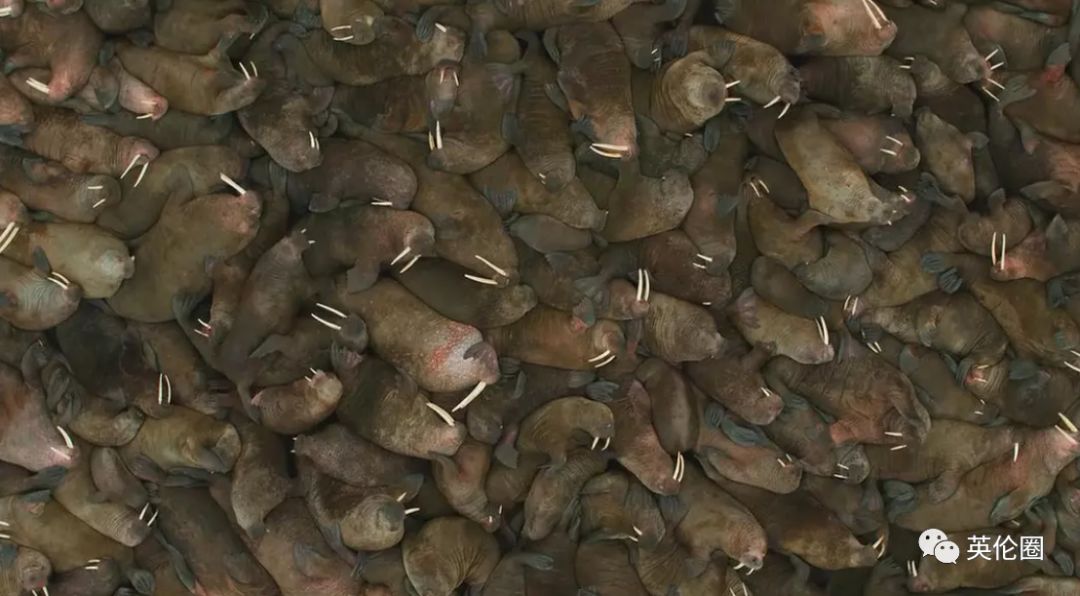 bbc经典必看十大纪录片,bbc十大经典纪录片9.9