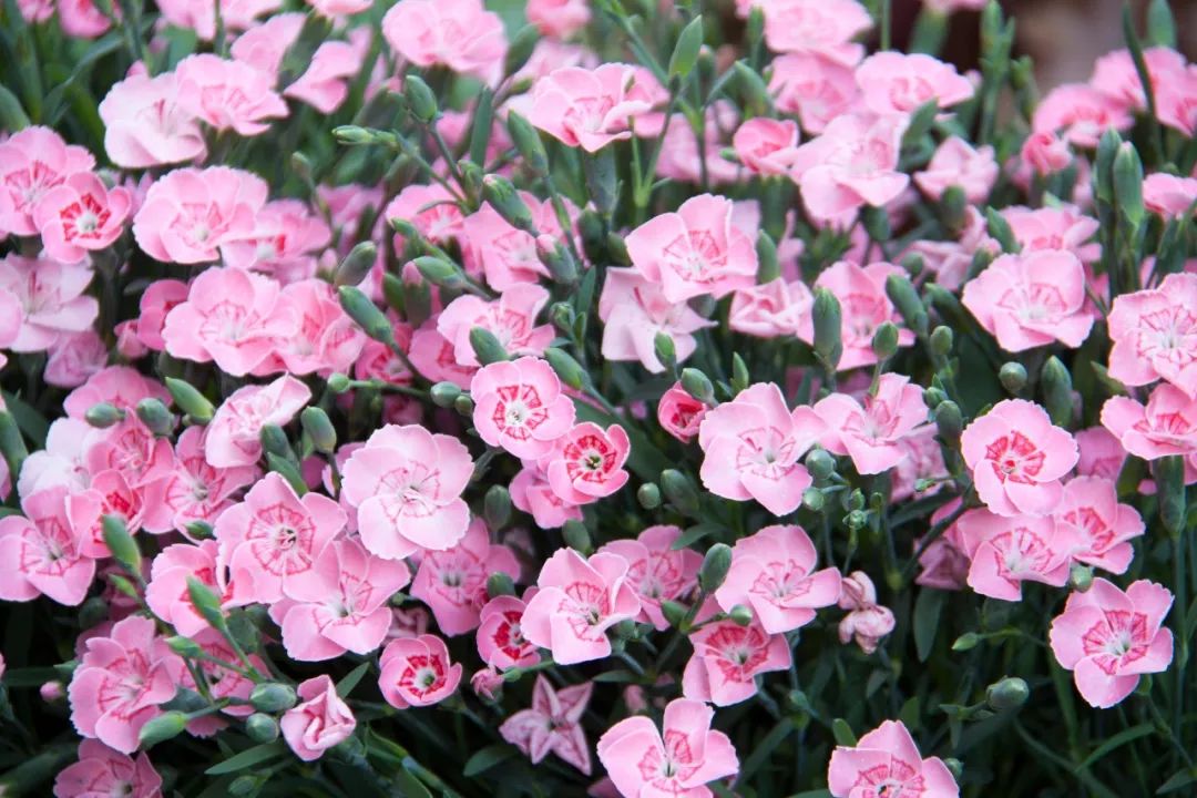 搴蜂箖棣╨ove,搴蜂箖棣╨ove缁勫悎