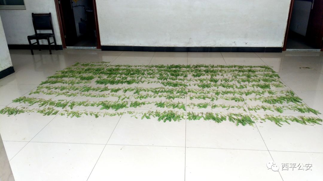 农妇种植522株烟被判刑,非法种植烟苗判刑