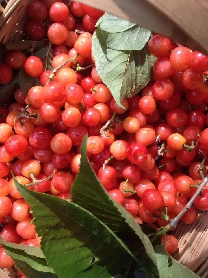 又一年樱桃采摘季,一年一度的大樱桃采摘模式已开启