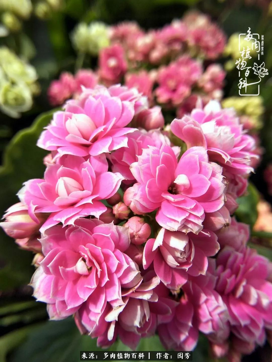 多肉开花最好看最好养前十名,多肉哪个品种开花最好看