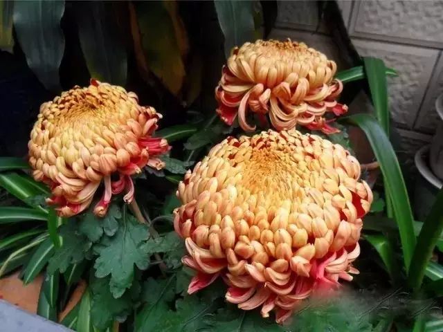 80种最美菊花高清图片,最具欣赏价值的菊花