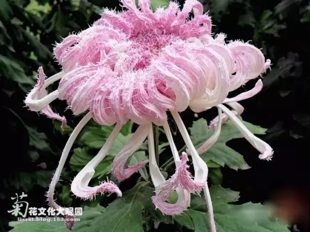 80种最美菊花高清图片,最具欣赏价值的菊花