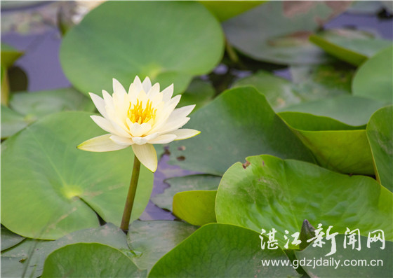 夏日荷塘接天莲叶无穷碧,接天莲叶无穷碧荷塘美景