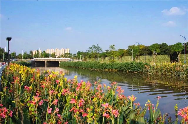 【创文百科】让河道“一键美颜”，番禺钟村有妙招