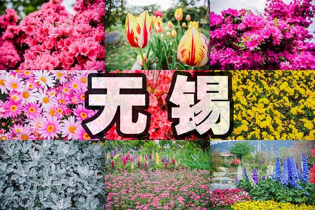 无锡赏花一日游,无锡春日樱花旅游攻略
