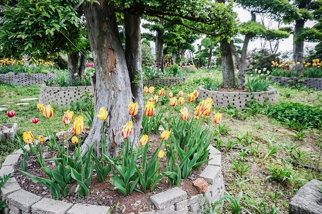无锡赏花一日游,无锡春日樱花旅游攻略