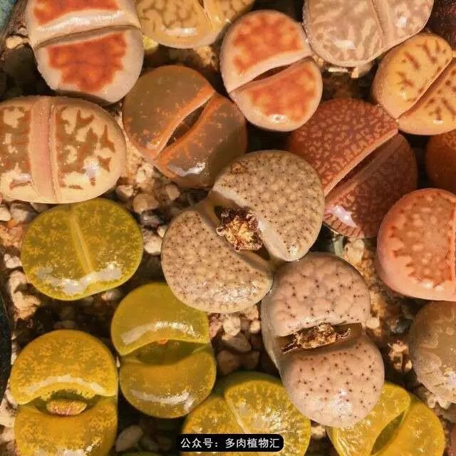 听说这段时间，肉友都在疯狂手撕屁屁？别了吧，再撕屁屁就烂了！