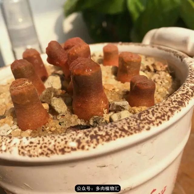 听说这段时间，肉友都在疯狂手撕屁屁？别了吧，再撕屁屁就烂了！