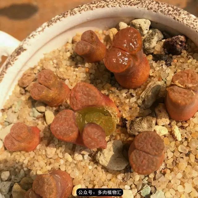 听说这段时间，肉友都在疯狂手撕屁屁？别了吧，再撕屁屁就烂了！